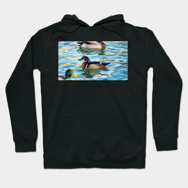 A Cute Wood Duck Turning Its Head While Swimming Hoodie by BackyardBirder
